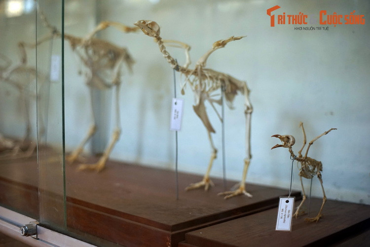 Những bộ xương này thuộc về 45 loài động vật có xương sống, đa phần là các loài thú. Ngoài ra cũng có một số mẫu xương của các loài chim.