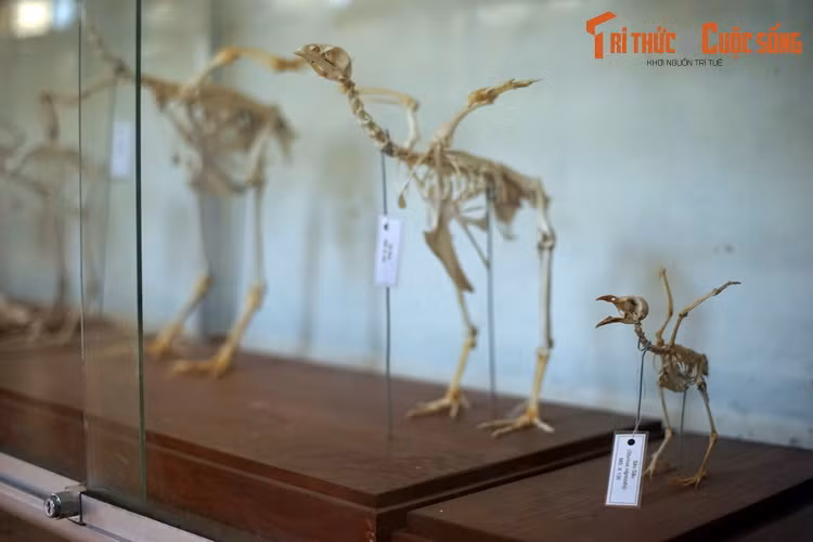 Những bộ xương này thuộc về 45 loài động vật có xương sống, đa phần là các loài thú. Ngoài ra cũng có một số mẫu xương của các loài chim.