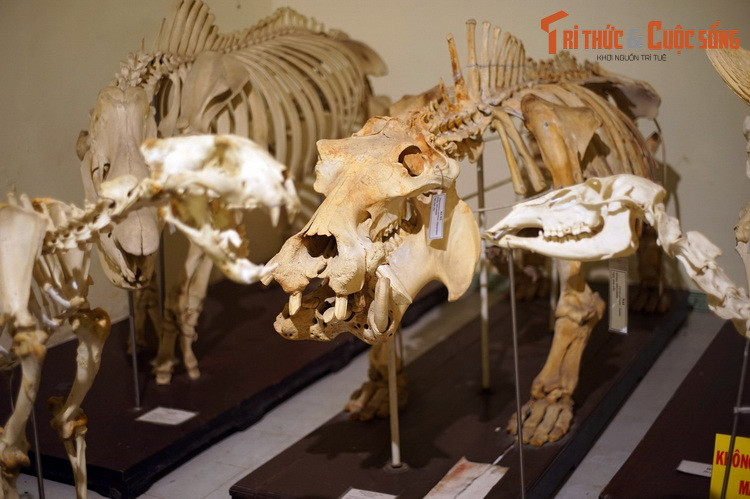 Các bộ xương này được lấy từ những con vật từng được nuôi ở Thảo Cầm Viên Sài Gòn, "qua đời" vì nhiều nguyên nhân khác nhau.