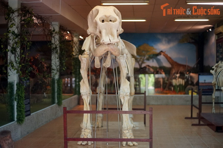 3. Bắt đầu hoạt động từ cuối năm 2018, Bảo tàng Động thực vật là một điểm đến đầy thú vị ở Thảo Cầm Viên Sài Gòn – một trong những vườn thú lâu đời nhất trên thế giới. Ấn tượng đầu tiên về bảo tàng này đến từ bộ xương voi giữa phòng trưng bày chính.