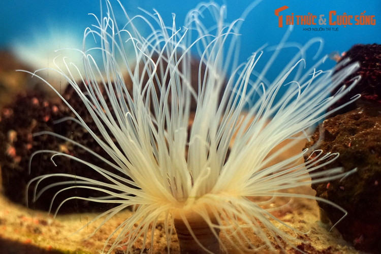 Một số hình ảnh khác về “cây dừa biển” ở Bảo tàng Hải dương học Nha Trang.