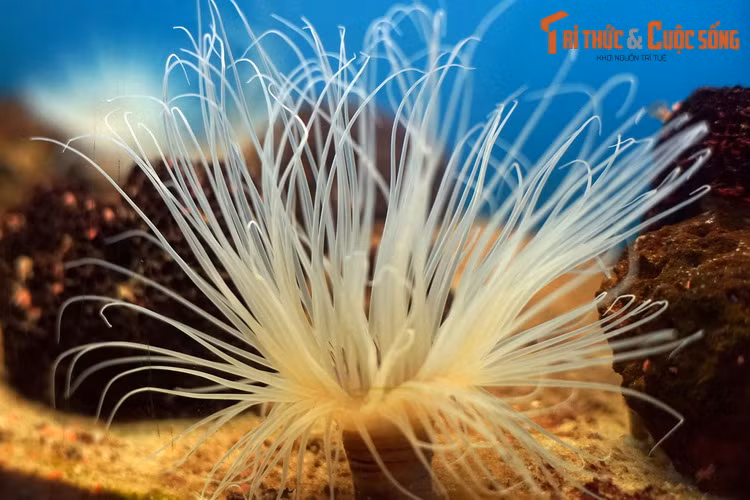 Một số hình ảnh khác về “cây dừa biển” ở Bảo tàng Hải dương học Nha Trang.