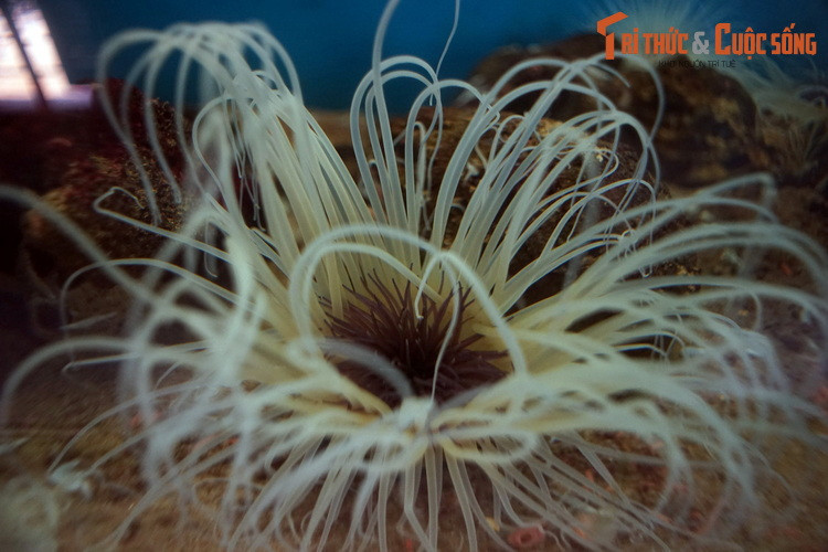 Các xúc tu ở vòng trong ngắn hơn và có chức năng chuyển thức ăn bắt được vào miệng trung tâm. Thông thường, hai vòng xúc tu sẽ có màu sắc khác nhau.