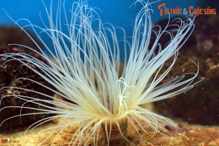 Do có dáng vẻ độc đáo, hải quỳ ống đã trở thành vật nuôi được ưa thích ở các thủy cung trên toàn thế giới.