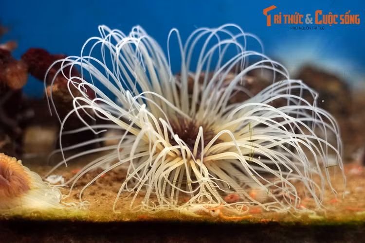 Mỗi cá thể hải quỳ ống có hai vòng xúc tu, với tổng cộng khoảng 200 xúc tu. Những xúc tu ở vòng ngoài dài và mảnh, được trang bị tế bào có nọc độc, được sử dụng để bắt con mồi.