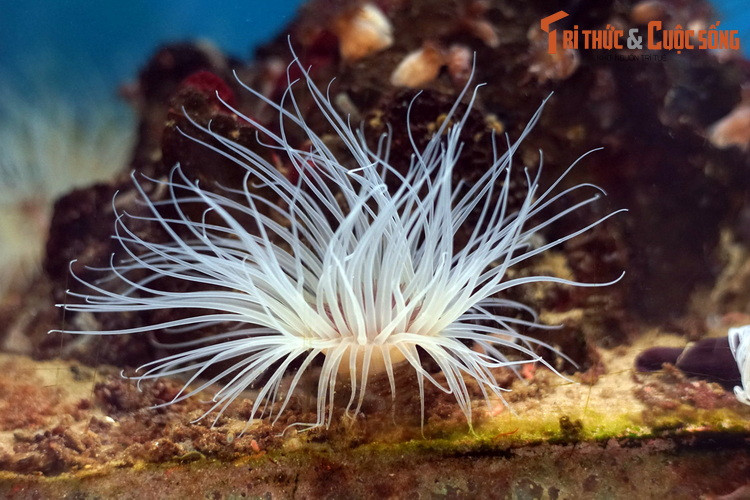 Trong tự nhiên, hải quỳ ống thường xuất hiện trên nền cát hoặc bùn ở khu vực có hàm lượng chất hữu cơ cao. Chúng ăn cá nhỏ và các sinh vật phù du bắt được bằng các xúc tu.