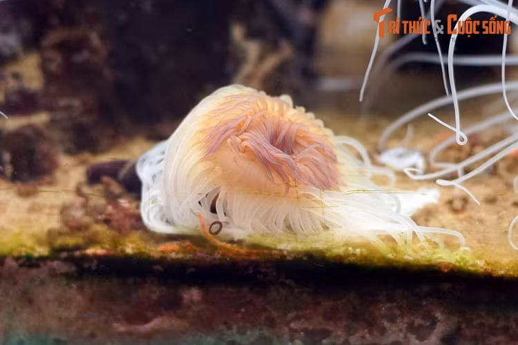 Khi bị quấy rầy, hải quỳ ống rủ xuống hoặc co mình vào trong ống để “biến mất” khỏi tầm nhìn của kẻ thù tiềm tàng.