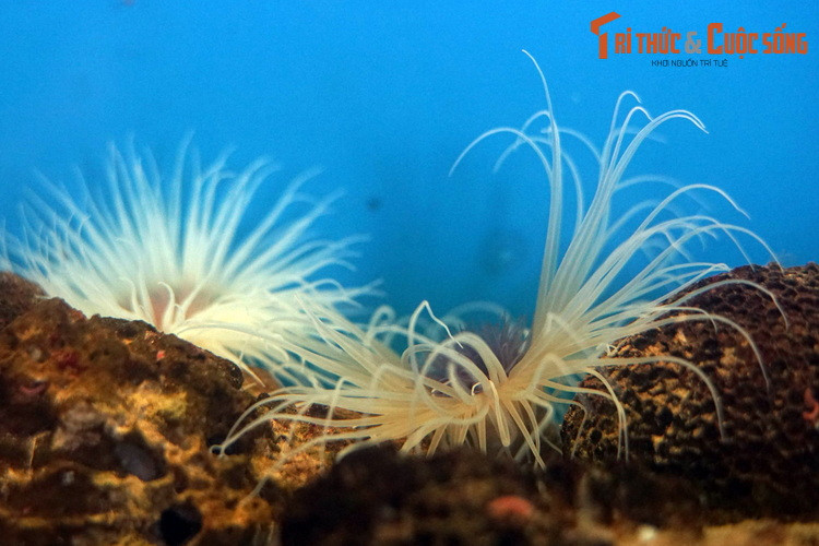 Nếu hải quỳ ống bị quấy rầy từ bên dưới, chẳng hạn như nhím biển đào hang, chúng có thể tự chui ra khỏi ống, di chuyển đến một vị trí mới và tiết ra một ống mới.