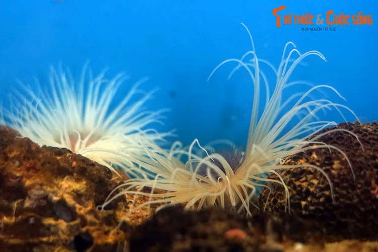 Nếu hải quỳ ống bị quấy rầy từ bên dưới, chẳng hạn như nhím biển đào hang, chúng có thể tự chui ra khỏi ống, di chuyển đến một vị trí mới và tiết ra một ống mới.