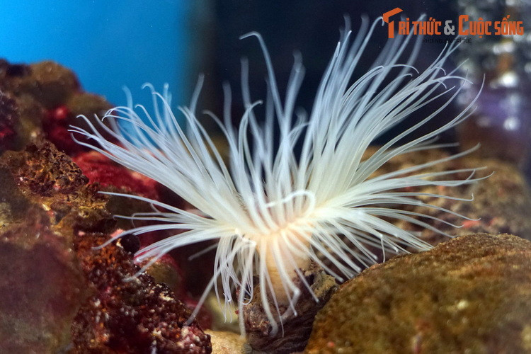 Thân ống của chúng có dạng giống như da, được làm từ chất nhầy do con vật tiết ra kết hợp với cát và các vật liệu tự nhiên có sẵn trong môi trường sống.