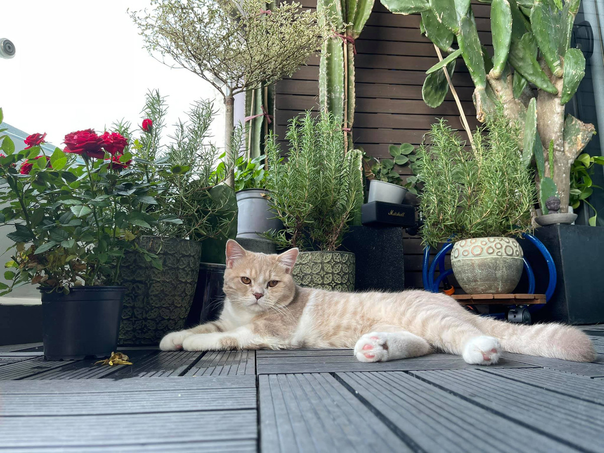 Tại khu vực ban công, Minh Tú đặt nhiều chậu cây cảnh như hoa hồng, xương rồng...Ảnh: FBNV