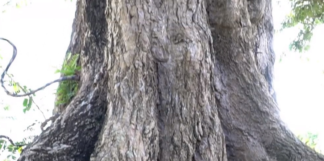 Vỏ thân cây có nhiều nốt u nầm, xù xì thể hiện độ lão trong tuổi câ. Ảnh: chụp màn hình