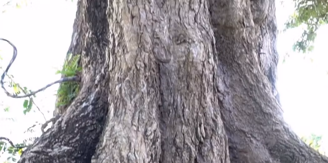 Vỏ thân cây có nhiều nốt u nầm, xù xì thể hiện độ lão trong tuổi câ. Ảnh: chụp màn hình