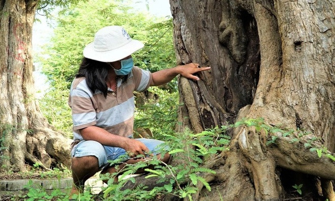 Sau hơn 20 năm gắn bó với việc sưu tầm các cây me cổ, đây là cây me anh Tuấn cảm thấy có dáng thế và độc lạ chưa từng gặp. Ảnh: Dân trí