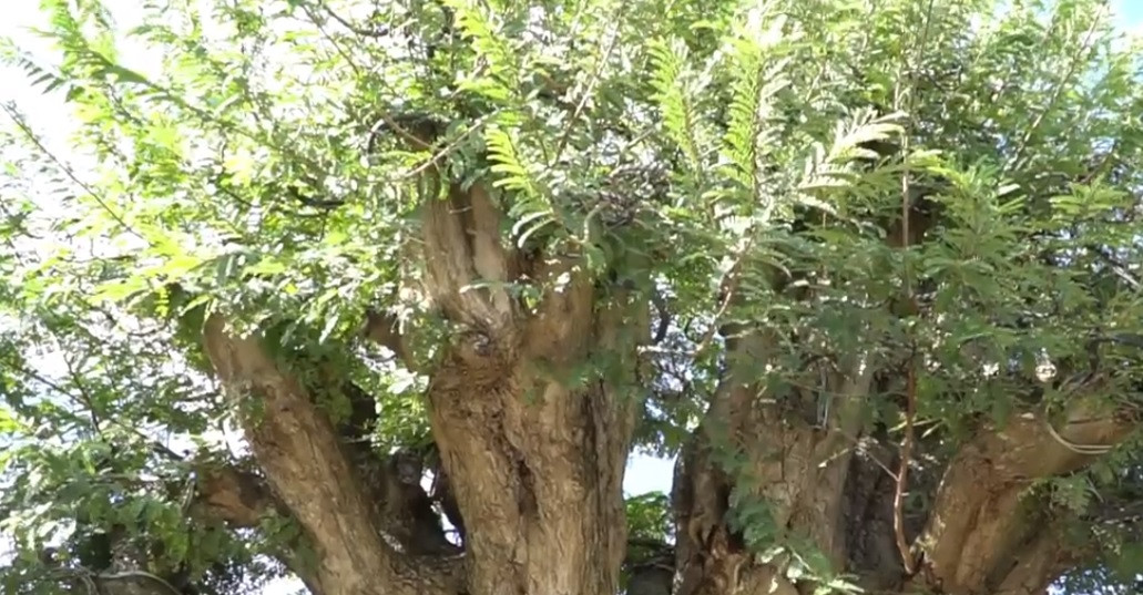 Cây có hình dáng rất cân xứng. Ảnh: chụp màn hình