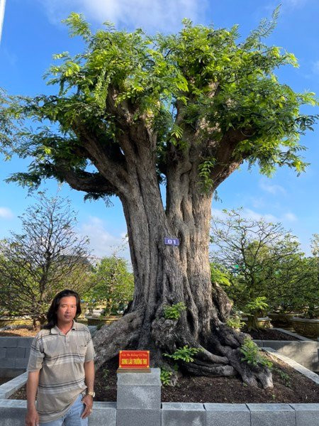 Hai thân lớn của cây me mọc lên từ một gốc có độ cao lên đến 3m thì bắt đầu bung tán ra rất đều đặn giống như những cây đại cổ thụ. Ảnh: Sankyluc