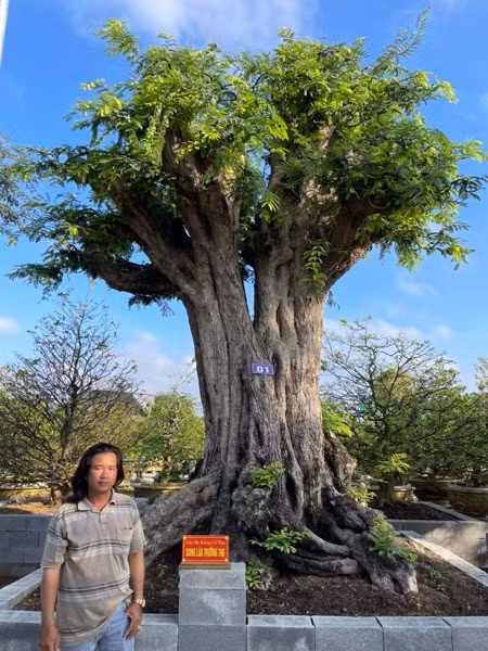 Hai thân lớn của cây me mọc lên từ một gốc có độ cao lên đến 3m thì bắt đầu bung tán ra rất đều đặn giống như những cây đại cổ thụ. Ảnh: Sankyluc