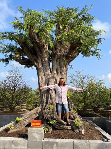 Cây me có chiều cao 4,5m, đường kính tàn rộng 5m, hoành gốc đến 5m. Ảnh: Sankyluc