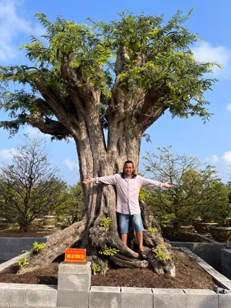 Cây me có chiều cao 4,5m, đường kính tàn rộng 5m, hoành gốc đến 5m. Ảnh: Sankyluc