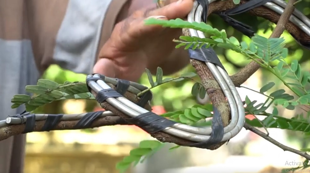 Theo anh Tuấn, cây me cổ này được anh mua lại từ một người quen, sau đó tiến hành chăm sóc. Ảnh: chụp màn hình