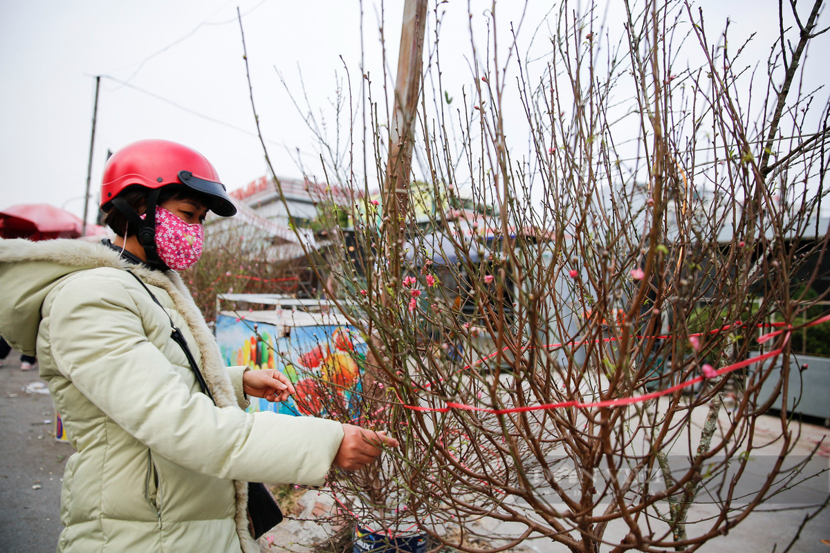 Do ảnh hưởng của dịch COVID-19, giá đào năm nay thấp hơn năm ngoái một chút, dao động từ 80.000 - 200.000 đồng/cành, tuỳ vào kích thước. Ảnh: Dân Việt