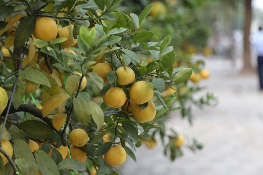 Với kiểu dáng đẹp, giá hợp lý, chanh tứ quý cũng thu hút nhiều khách đặt mua. Ảnh: Daidoanket