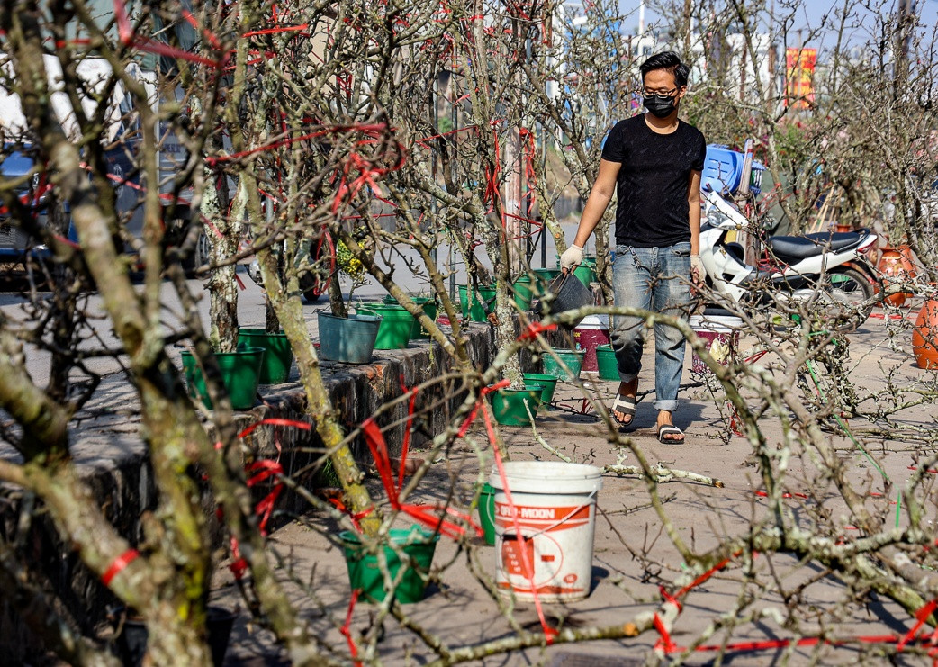 Những cành hoa lê trắng cũng được đưa từ Cao Bằng, Lạng Sơn, Lào Cai xuống phố phục vụ người dân thủ đô chơi Tết sớm. Ảnh: Báo tin tức.