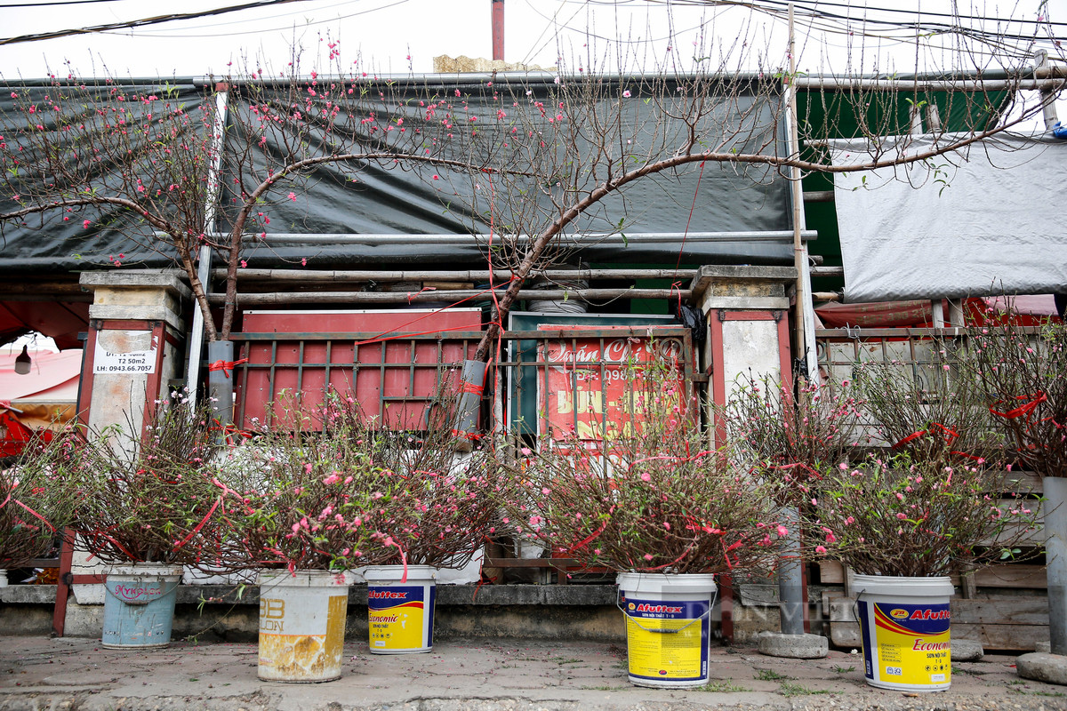 Dù chưa đến đúng vụ, song thời điểm này vẫn có đủ loại đào phai, đào bích...loại cánh đơn và cả cánh kép. Ảnh: Dân Việt