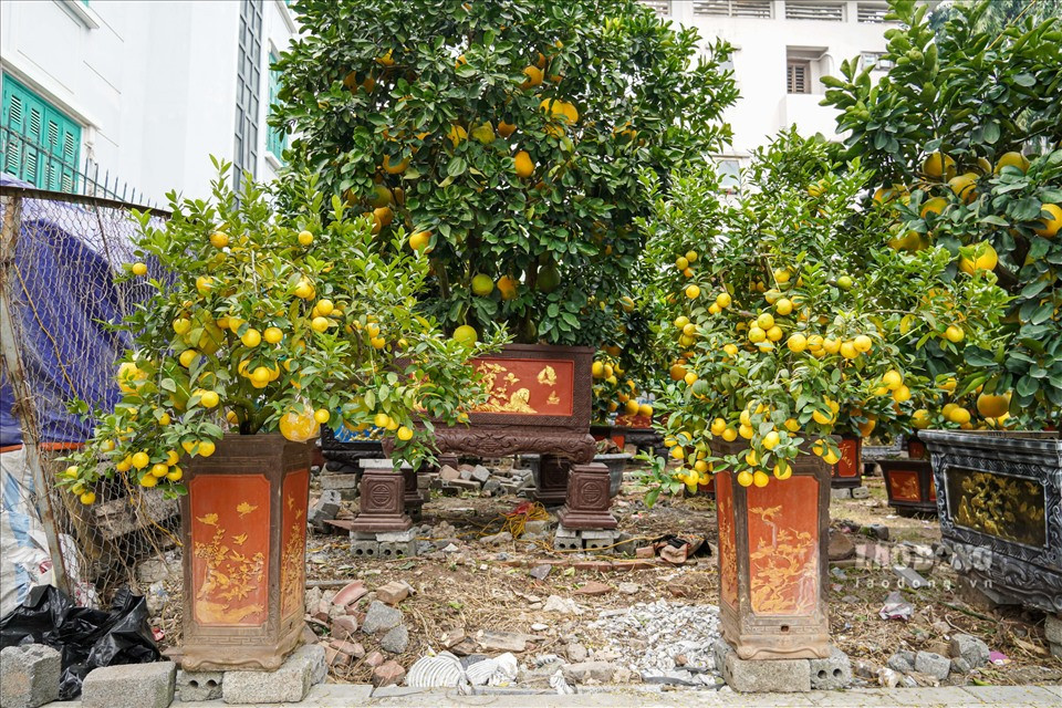Ngoài ra, chanh tứ quý - dòng cây cảnh lần đầu xuất hiện trong vụ mùa Tết cũng được bày bán với giá từ 5-6 triệu đồng. Ảnh: Lao động