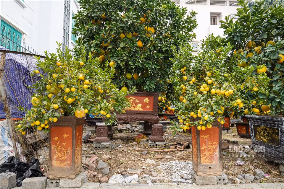 Ngoài ra, chanh tứ quý - dòng cây cảnh lần đầu xuất hiện trong vụ mùa Tết cũng được bày bán với giá từ 5-6 triệu đồng. Ảnh: Lao động