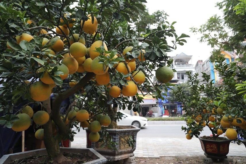 Năm nay, giá bưởi cảnh cũng có xu hướng giảm so với năm ngoái. Mỗi cây có giá từ 8-60 triệu, tùy vào độ tuổi, kiểu dáng, kích cỡ...Ảnh: Đaidanket