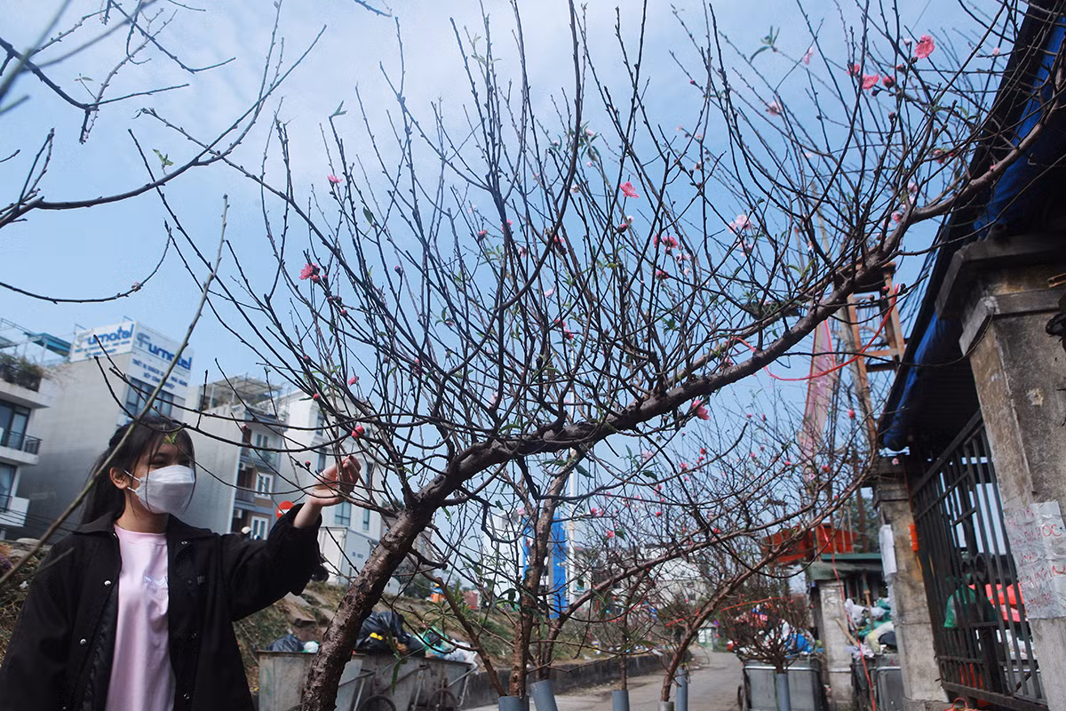 Một số cành đào to hoặc được uốn, tạo dáng có giá từ 500.000 - 1 triệu đồng. Ảnh: Dân Việt