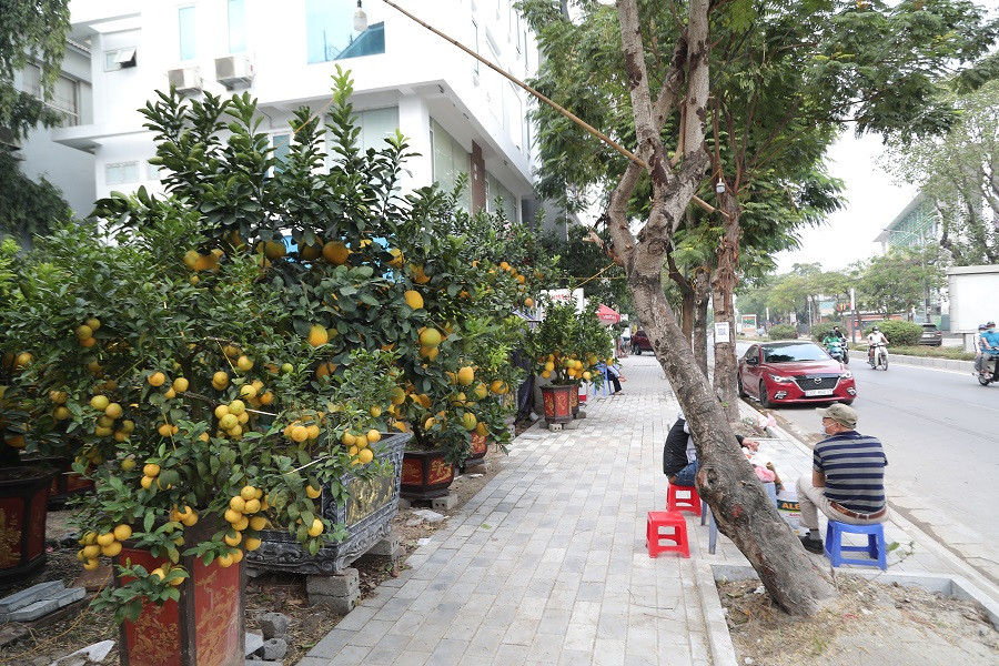 Không chỉ đào Nhật Tân, trên đường Lạc Long Quân (quận Tây Hồ, Hà Nội) cũng đã xuất hiện hàng loạt cây bưởi cảnh phục vụ nhu cầu chơi Tết sớm của người dân. Ảnh: Đaioanket