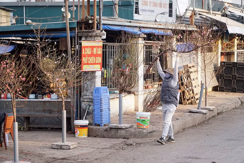 Các tiểu thương cho biết, đào bán vào dịp này là do một số chủ vườn tuốt lá, kích cho cành ra hoa sớm để bán vào dịp Tết Dương lịch. Ảnh: Plo.