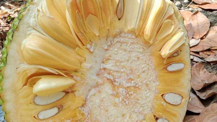 Nhung sieu thuc pham tien trieu nhung gia beo o Viet Nam