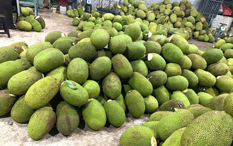 Với giá xuống còn 4.000 đồng/kg, người dân vẫn phải ngóng thương lái, chịu cảnh thua lỗ. Ảnh: Vietnamnet