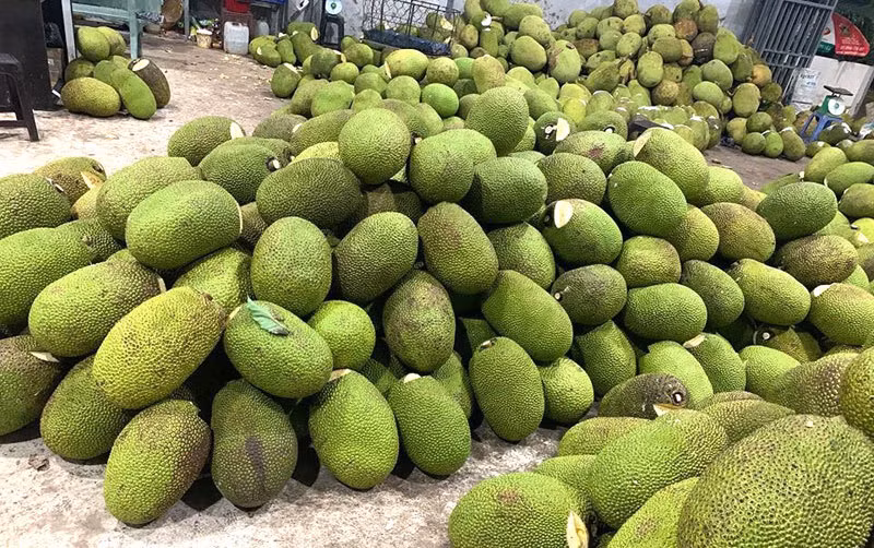 Với giá xuống còn 4.000 đồng/kg, người dân vẫn phải ngóng thương lái, chịu cảnh thua lỗ. Ảnh: Vietnamnet