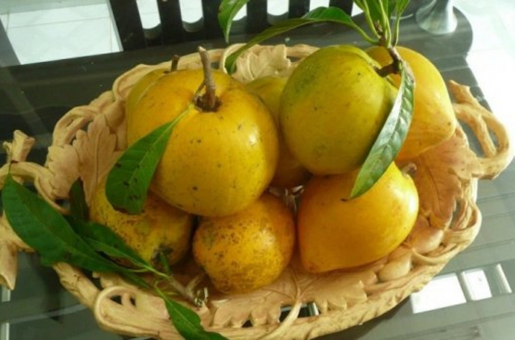 Tuy nhiên, lê ki ma được rao bán trên trang mua bán trực tuyến Amazon dưới dạng bột, đóng gói 227g với giá 15 USD (tương đương hơn 1 triệu đồng/kg). Ảnh: Internet