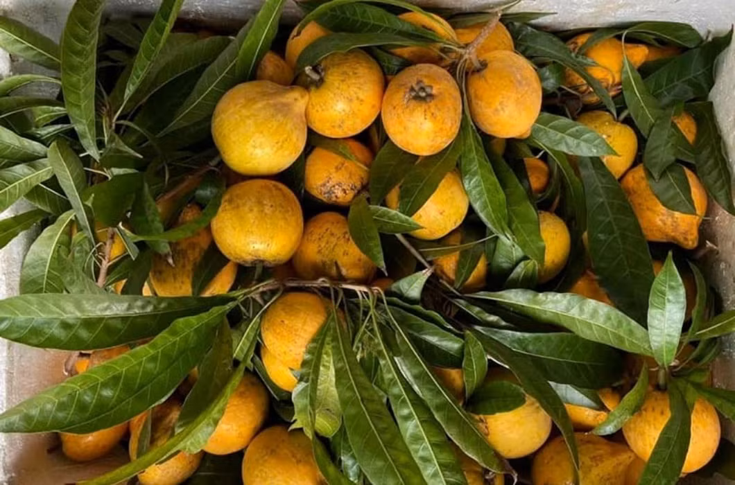 Quả trứng gà (hay lê ki ma) nằm trong nhóm thực phẩm bình dân ở Việt Nam khi chỉ có giá 15.000 - 25.000 đồng/kg, thậm chí là cho không. Ảnh: Dân Việt