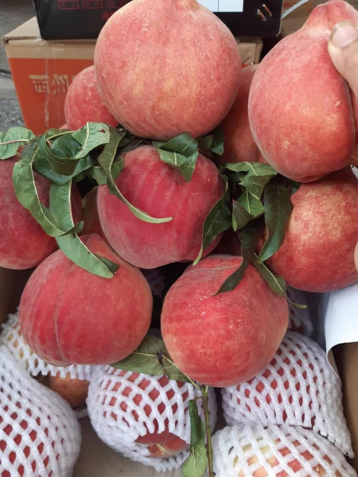 Một số người bán cho biết đào tuyết Lệ Giang dù giá cao song hàng bán vẫn “đắt như tôm tươi”, hàng về đến đâu chỉ đủ trả đơn cho khách.