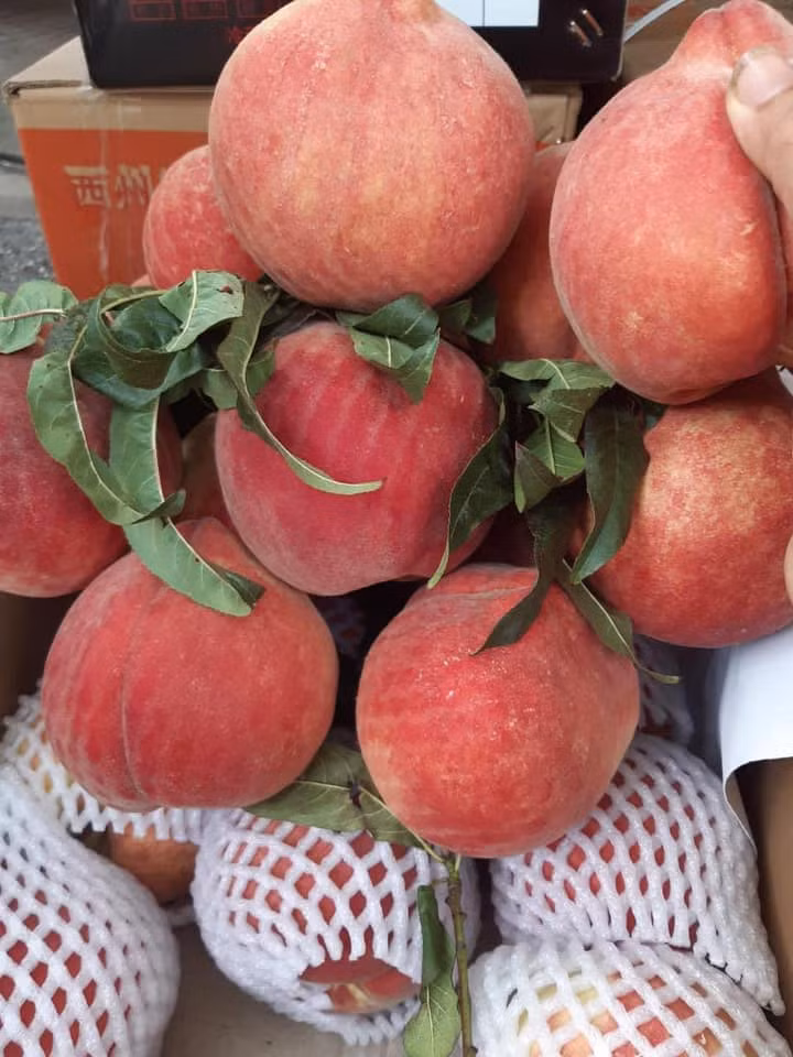 Một số người bán cho biết đào tuyết Lệ Giang dù giá cao song hàng bán vẫn “đắt như tôm tươi”, hàng về đến đâu chỉ đủ trả đơn cho khách.