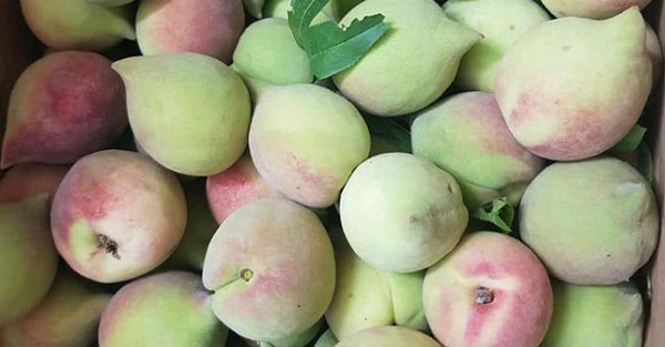 Nhiều tiểu thương còn quảng cáo loại đào này là đào Sa Pa nhằm lấy lòng tin của khách hàng. Đào mỏ quạ có giá từ 25.000 - 50.000 đồng/kg.