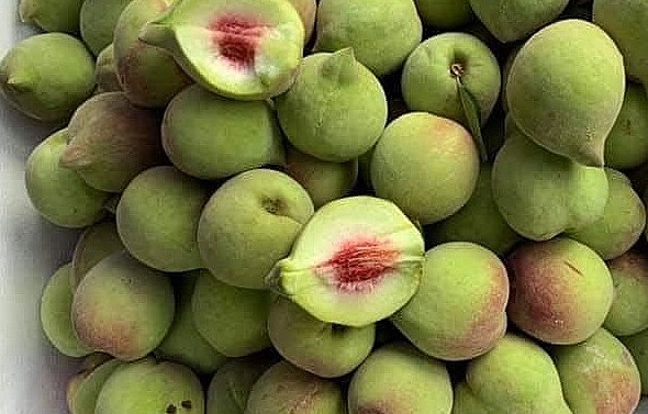 So với đào trơn, đào mỏ quạ hín muộn hơn, thường xuất hiện vào khoảng tháng 7 dương lịch. Loại đào này có vỏ màu xanh, khi chín có màu hồng phấn, có lông, vị giòn ngọt.