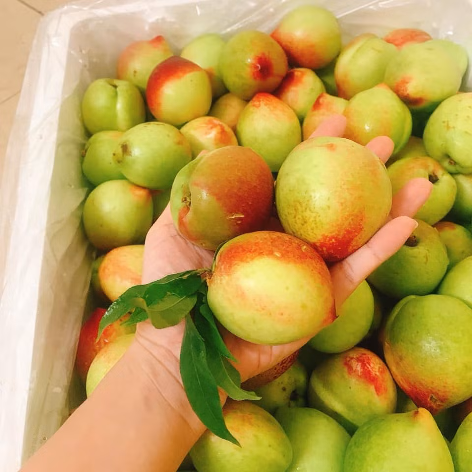 Đào trơn xuất hiện ở hầu khắp các khu chợ từ tháng 6 dương lịch. Loại đào bán chạy hơn cả vì nhìn đẹp mắt, vỏ mỏng, thịt giòn, ăn cả vỏ cũng được vì không có nhiều lông như các loại đào khác.