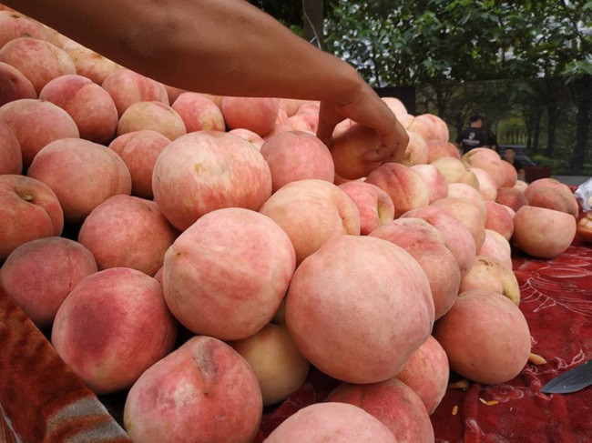 Thường xuất hiện muộn hơn đào trơn và đào mỏ quạ, đào tiên có vỏ màu hồng, phần ruột màu hồng nhạt, ăn có vị ngọt thanh, giòn và khá thơm.