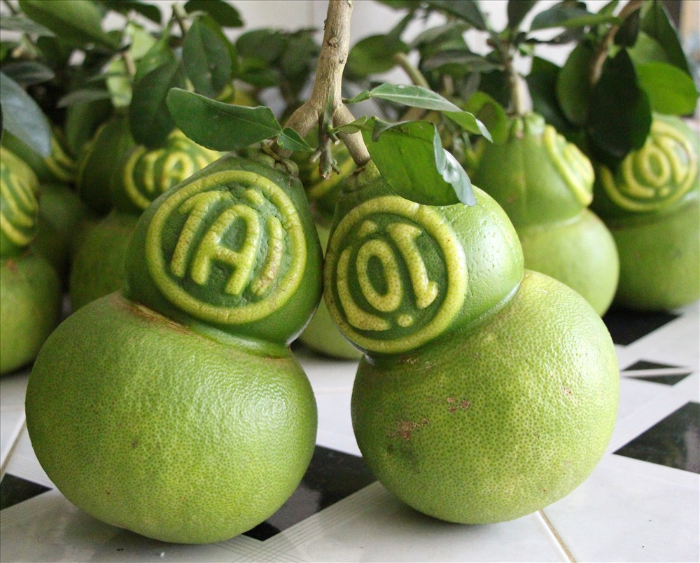 Để tạo ra những quả bưởi hồ lô, ông Thành đã phải tự mày mò vẽ bản thiết kế tạo ra khuôn mẫu. Ảnh: Lao động