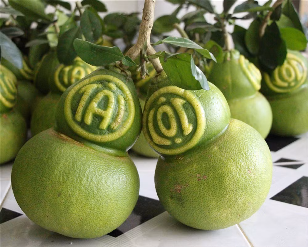 Để tạo ra những quả bưởi hồ lô, ông Thành đã phải tự mày mò vẽ bản thiết kế tạo ra khuôn mẫu. Ảnh: Lao động