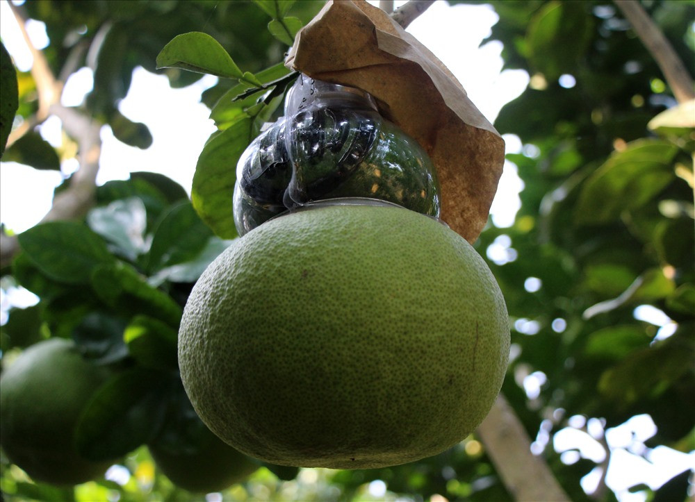 Những trái bưởi hồ lô cũng là đặc sản gây sốt thị trường mỗi dịp Tết Nguyên đán. Ảnh: Lao động