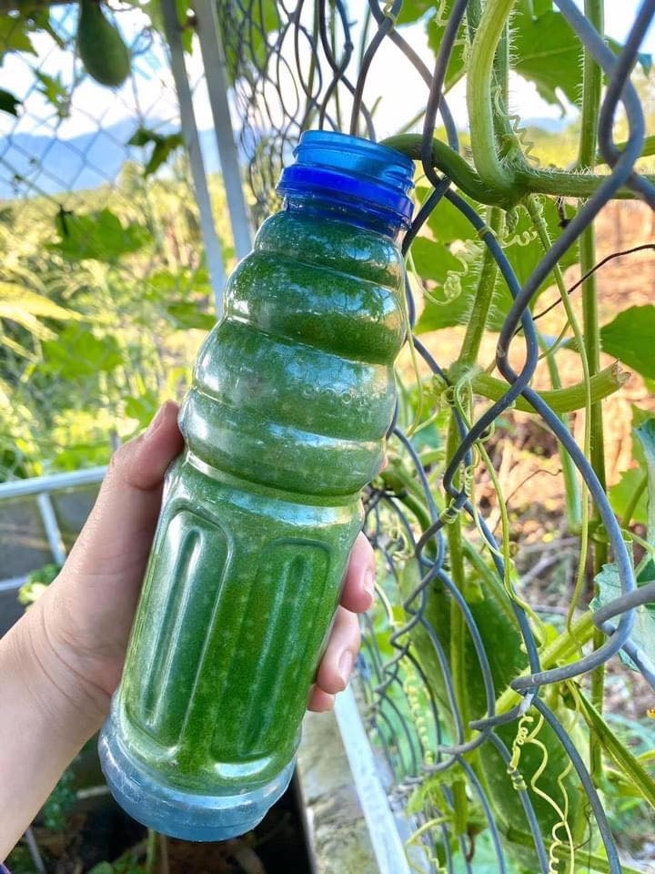 Đây không phải là sản phẩm do nặn ra hay photoshop. Để có được quả bí như vậy, từ khi còn nhỏ, người ta đã cho nó vào một chai nước rỗng. Ảnh: Dân Việt