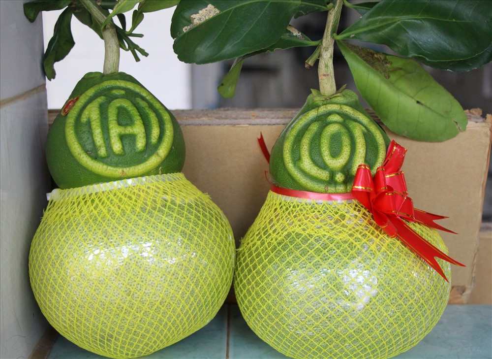 Cha đẻ của loại bưởi độc đáo này là ông Võ Trung Thành (ở ấp Phú Trí A, xã Phú Tân, huyện Châu Thành, tỉnh Hậu Giang). Ảnh: Lao động.